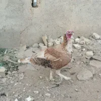 بوقلمون|حیوانات مزرعه|تاکستان, |دیوار