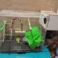 قفس بزرگ‌ پرنده‌کلی لوازم دارد