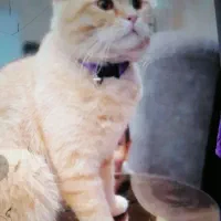 گربه ی اصیل خانگی