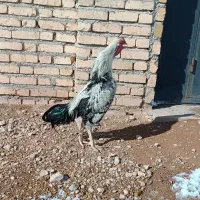 بوقلمون
