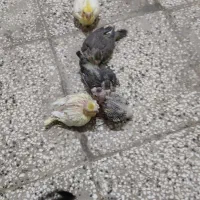 چند غدد جوجه عروس هلندی سالم|پرنده|قائن, |دیوار