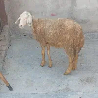 بره ماده