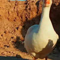 قو غاز نرجوان