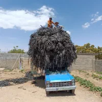 نوار