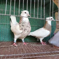 پرنده،کفتر،طوقی|پرنده|نیشابور, سرآب کوشک|دیوار