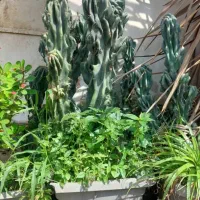 کاکتوس صخره ای|گل و گیاه طبیعی|رودبنه, |دیوار