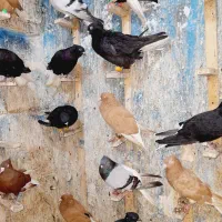 دمسفید وکلاغ|پرنده|اهواز, نادری|دیوار