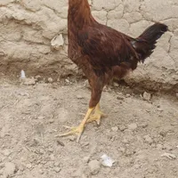 جوجه لاری گم شده|اشیا|زابل, |دیوار