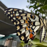 ایفون ۱۵ پرو نچرال za 256|موبایل|مهر, |دیوار