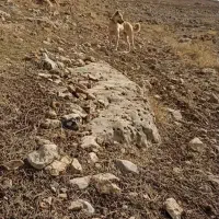 ماده دورگه|سگ|زرنه, |دیوار