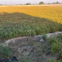 چلتوک تیلکی بذری یه دست ۴ تون دارم بذری خشک خشک|حراج|شوشتر, |دیوار