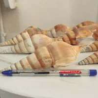 صدف|کلکسیون و سرگرمی|تهران, فدک|دیوار