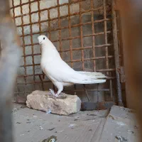 کفتر خالگرد|پرنده|شهرکرد, |دیوار