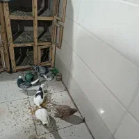 کفتر|پرنده|قم, کلهری|دیوار