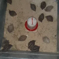 بلدرچین|حیوانات مزرعه|شیراز, شهرک مهدیه|دیوار