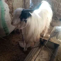 بزغاله ماده