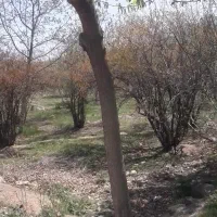 فروش-باغ-دارای-مجوز-حصارکشی