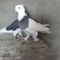 کبوتر کفتر سه جفت|پرنده|نسیم‌شهر, |دیوار