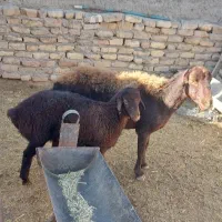 میش بره دار افشاری (تقلی شیشک قوچ کهره بره)