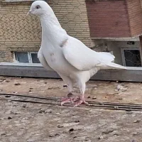 ماده کبوتر سفید نشان دار