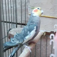 عروس هلندی