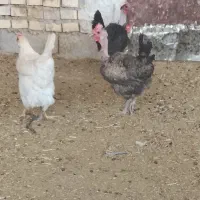 مرغ نژادی