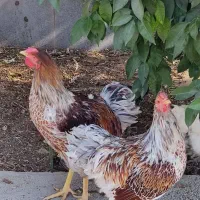 خروس ویاندوت ارنج|حیوانات مزرعه|شیراز, محراب|دیوار