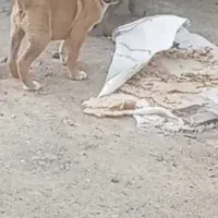 کوچوک سگ نگهبان