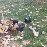 جوجه محلی|حیوانات مزرعه|شیراز, شهرک مهدیه|دیوار