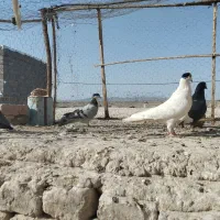 نر۸|پرنده|خاش, |دیوار