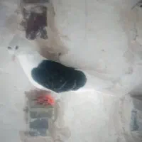 پشت دار