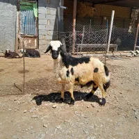 افشار پلنگی