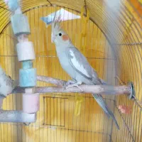 جوجه عروس ۴ ماهه
