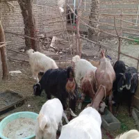 فروش همه گوسفندها یکجا