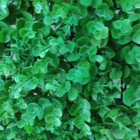 چمن مصنوعی و ترمووال و....|مصالح و تجهیزات ساختمان|یزد, |دیوار