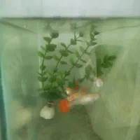 بچه ماهی پلاتی خونی و ماهی گوپی فول رد بزرگ|ماهی|تویسرکان, |دیوار