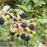 مرباتمشک|عمده‌فروشی|زابل, |دیوار