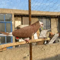 کفتر|پرنده|بهارستان, |دیوار