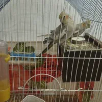 دوجفت عروس هلندی آواز خون