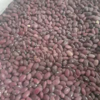 لوبیا قرمز موجود است