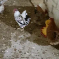 تخم مرغ،جوجه و مرغ و خروس گلین،کبوتر قدیمی|حیوانات مزرعه|نجفآباد, شهدا|دیوار