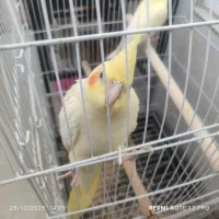 دوتا عروس هلندی کاملا دستی با قفس