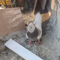 کبوتر طوق فقط۵۰۰|پرنده|یاسوج, |دیوار