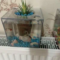 آکواریوم خانگی ( هدیه و کادو )