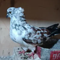 کبوتر گرگی شکلاتی ماده اصیل بشرط 1500