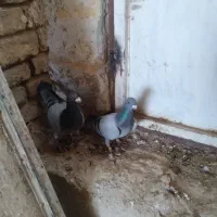 کبوتر پلاکی