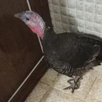 بوقلمون