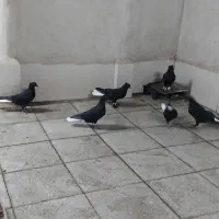 کفتر دمسفید