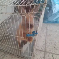خرگوش باهوش