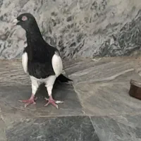 کبوتر